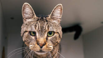 Andi's Adoptables: Meet Tobias!