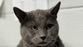 Andi's Adoptables: Meet Purrlock Holmes!