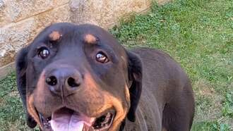 Pay It Forward For Pets - Rochelle 