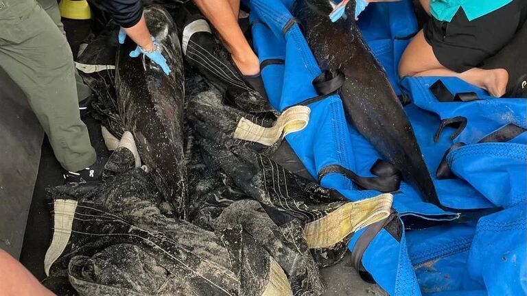 4 Dolphins Found Beached Near Lake Worth Pier