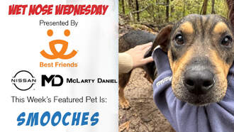 Meet Smooches – This Week’s Wet Nose Wednesday Star