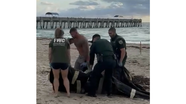 Dolphin Rescue On Lake Worth Beach