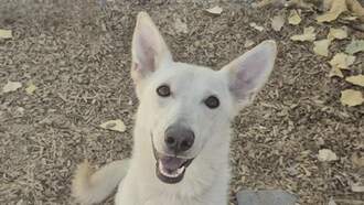 The Morning Show with Swami, Skyler and Mahoney - Animal Welfare Dog of the Week 10/30 - Maeve