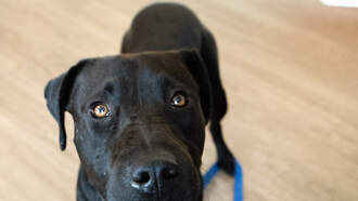 WDSD's Best Buddy: Meet Gamila