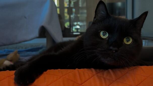 Local Animal Shelters Waive Cat Adoption Fees Over Halloweekend