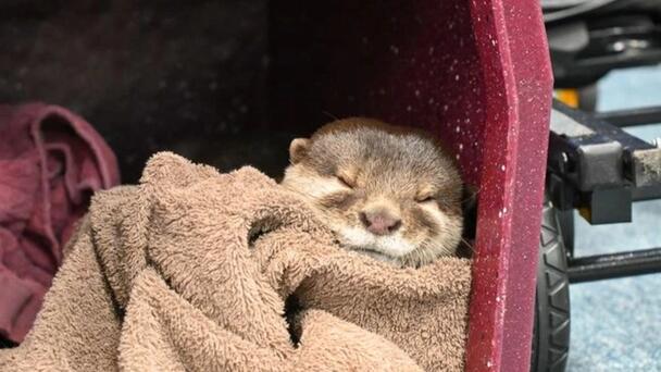 Otter Being Used To Find Missing People Underwater In Florida