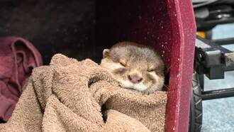 Local News - Otter Being Used To Find Missing People Underwater In Florida