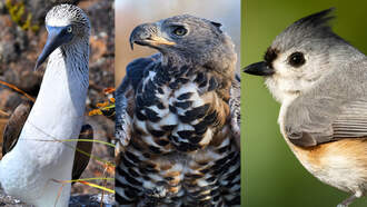 The Ultimate Guide To Bird-Inspired Baby Names From Amy