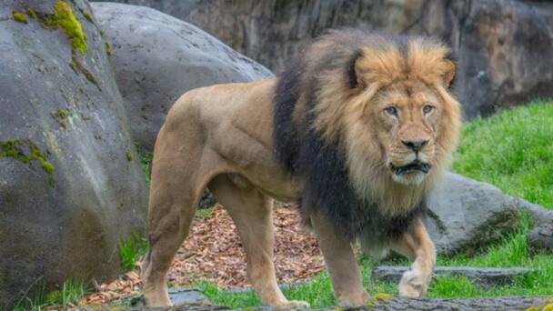 Oregon Zoo Lion Celebrates 18th Birthday