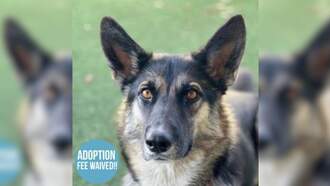 SPCA Pet Of The Week: Loyal Heart Dog Care Bear!