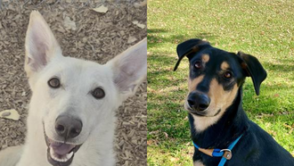  The Edge Pet of The Week 11/3