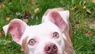 Pay It Forward For Pets - Frodo 