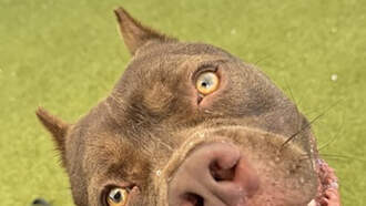 Andi's Adoptables: Meet Elijah!