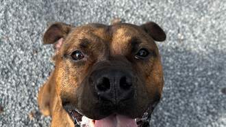 Andi's Adoptables: Meet Seeker!