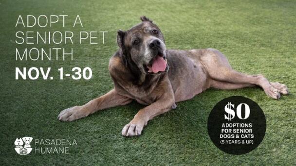 Pasadena Humane Waives Adoption Fees for Senior Pets in November