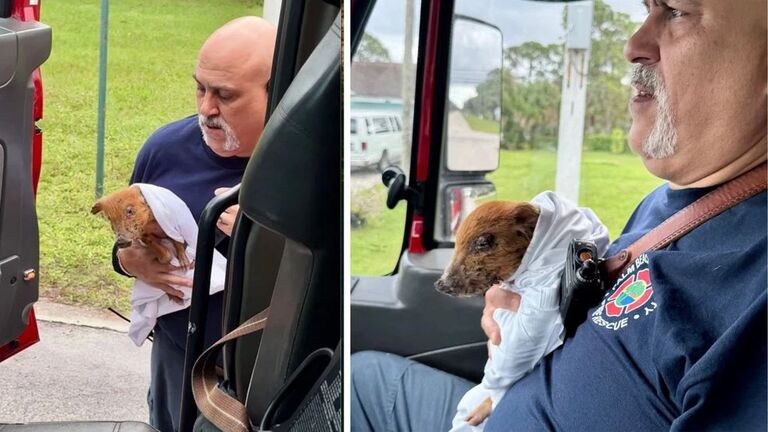 Martin County Fire Rescue Saves Piglet