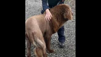 Video: 'Escaped Lion' Spotted in Ireland Revealed to be Shaved Dog