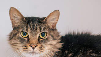 WDSD's Best Buddy: Meet Spud