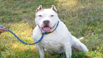 Meet the CT Humane Society's Adoptable Pet of the Week: Prada