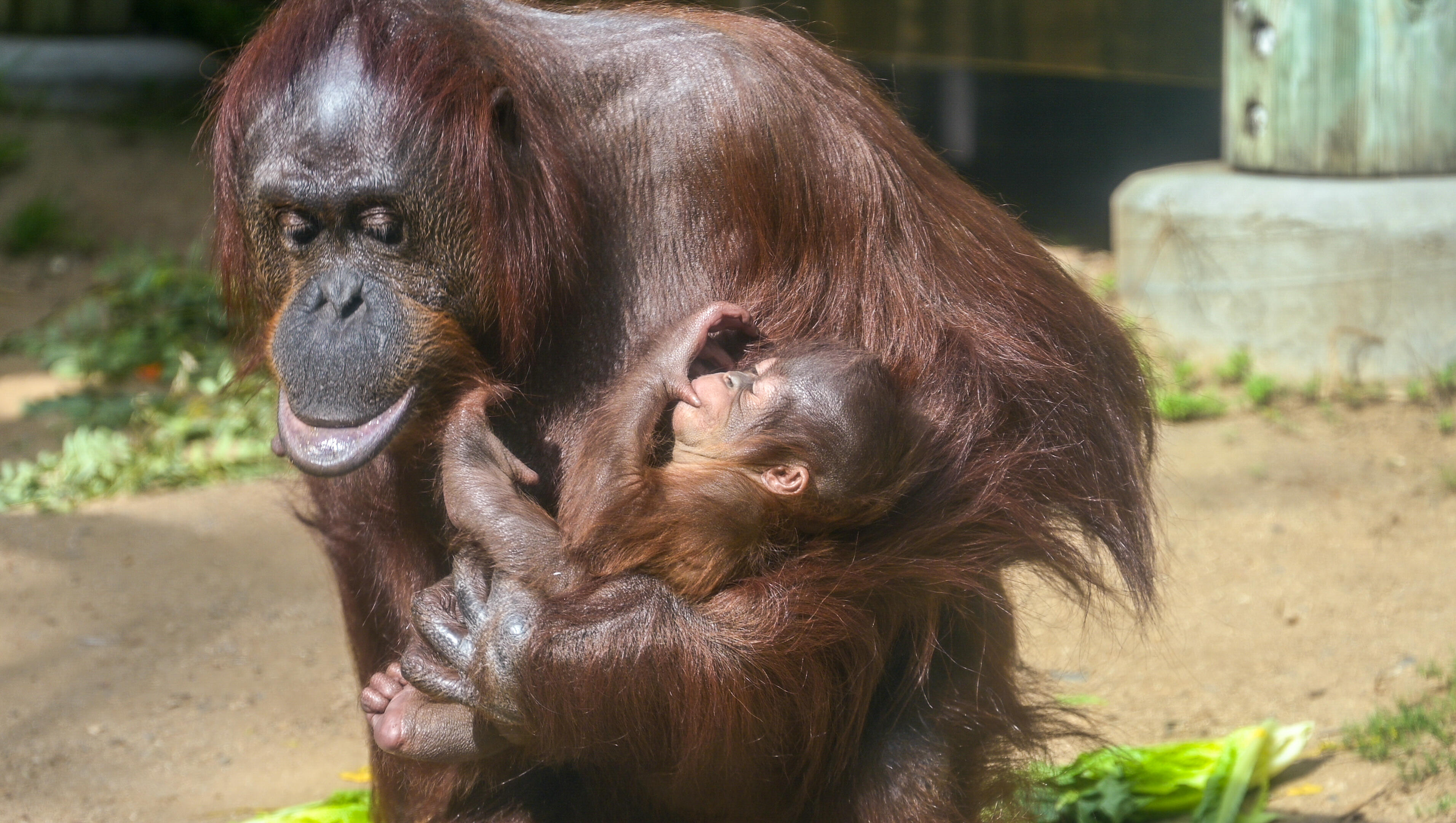LA Zoo Celebrates First Baby Orangutan in Nearly 15 Years
