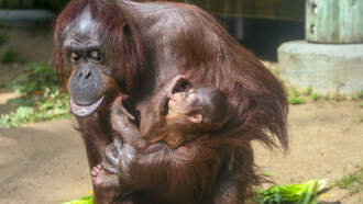 LA Zoo Celebrates First Baby Orangutan in Nearly 15 Years