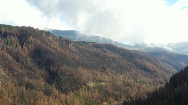 Wildfire Risk Hurts Timber Values