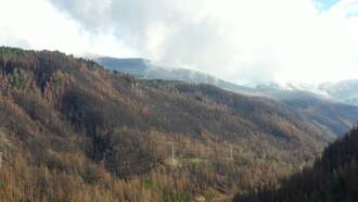 Local News - Wildfire Risk Hurts Timber Values