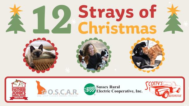 Let's Help Pets Find Their Fur-Ever Home This Holiday Season