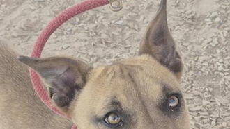 The Morning Show with Swami, Skyler and Mahoney - Animal Welfare Dog of the Week 11/7 - Melinda