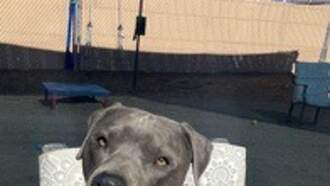 The Morning Show with Swami, Skyler and Mahoney - Animal Welfare Dog of the Week 11/7 - Wilbert