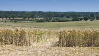 Coast to Coast AM with George Noory - Video: Odd 'Crop Doodle' Found in Argentine Field