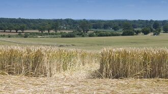 Video: Odd 'Crop Doodle' Found in Argentine Field
