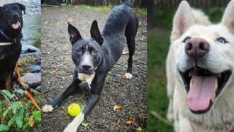 Local News - Multnomah County Animal Shelter Overwhelmed With Dogs