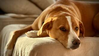 My Weekend: A Laid Low Weekend - The Couch, The Dog, The Pats