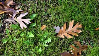 Lifestyle - What to Do In Your Backyard in November