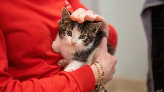 Tandem Vet Care Gets Ready For "Cat Tour" Event In Somerville 
