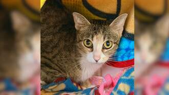 SPCA Pet Of The Week: Honey