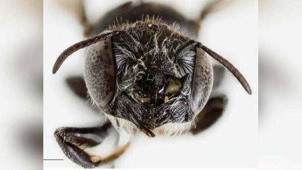 New Bee Species, Named 'Lucifer' Bee Discovered In Australia