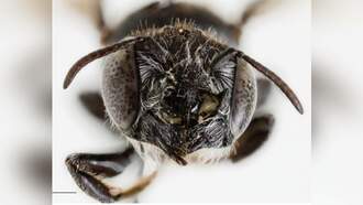 New Bee Species, Named 'Lucifer' Bee Discovered In Australia