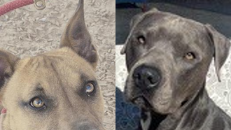  The Edge Pet of The Week 11/10