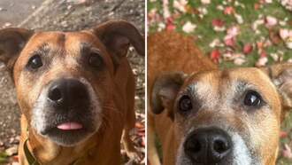 Pay It Forward For Pets - Franny