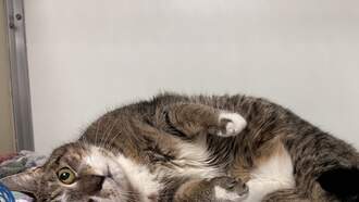 Andi's Adoptables: Meet Lucky!