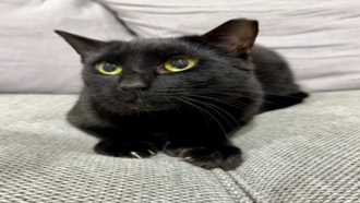 Meet the CT Humane Society's Adoptable Pet of the Week: Luna