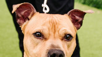 WDSD's Best Buddy: Meet Reds