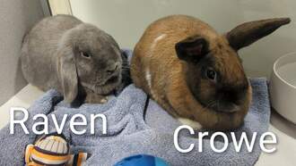 Raven & Crowe are this week's Featured Furry Friends from the Cleveland APL