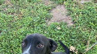 Animal Welfare Dog of the Week 11/13 - Sesame