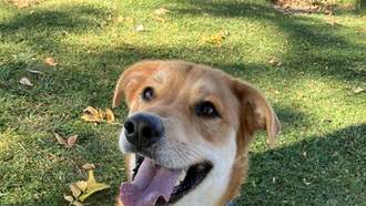 Animal Welfare Dog of the Week 11/13 - Gambit