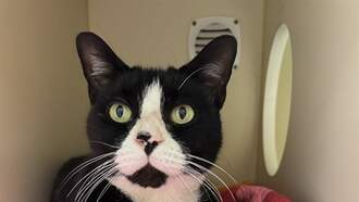 Pet of the Week...Tuna