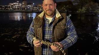 Baby Alligator Rescued From Charles River After Viral Video
