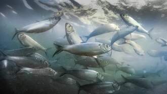 Herring Population Is Booming In Massachusetts